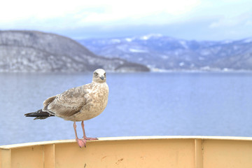 Seagull perching on a handrail of cruise ship
