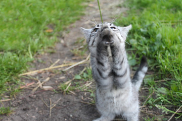 small british kitten the age of 2 month in the grass