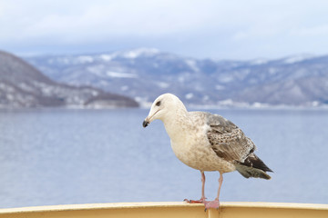 Seagull perching on a handrail of cruise ship