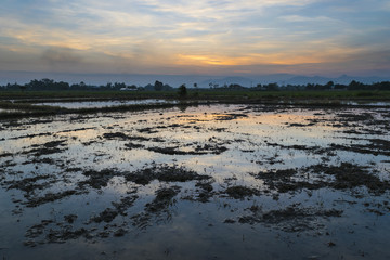 view of water in the rice field with sunset light 
