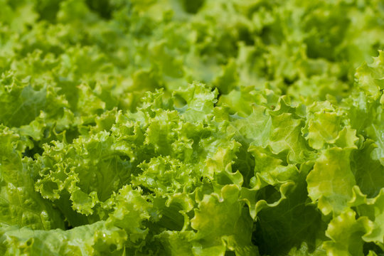 abstract Background green leafy vegetables. lettuce.