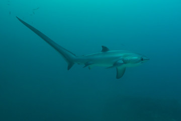 Fototapeta na wymiar Thresher shark profile