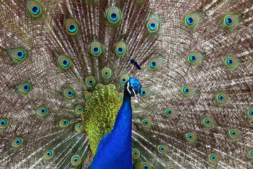 Obraz premium Portrait of Peacock with feathers