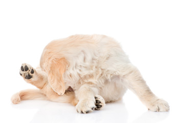Puppy licked himself ass. isolated on white background