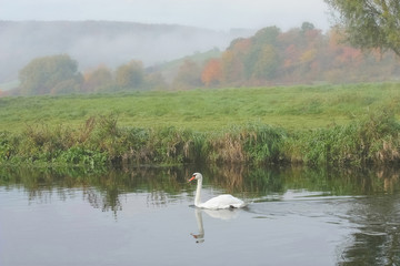 Schwan schwimmt auf Wasser in nebliger Herbstlandschaft