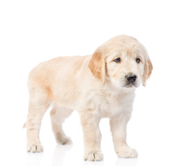 Golden Retriever puppy standing. isolated on white background