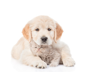 puppy golden retriever hugging a small kitten. isolated on white