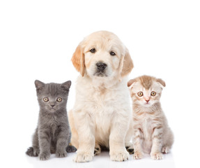Golden retriever puppy sitting with tiny kittens. isolated on white