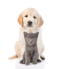 Golden retriever puppy sitting with a kitten. isolated on white