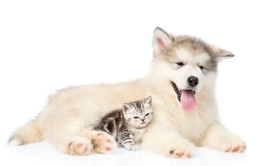 Happy puppy with kitten lying together. isolated on white 