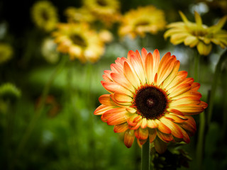 Bright orange flower in meadow.