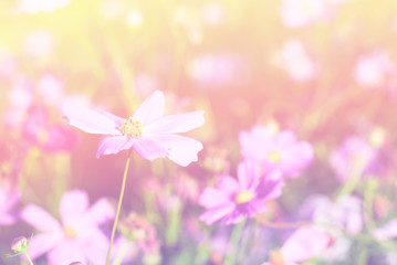 Cosmos flowers in a meadow.
