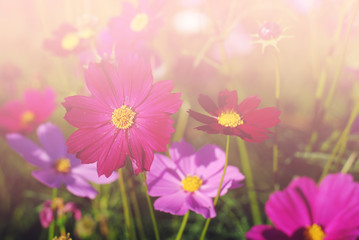 Cosmos flower fields in full bloom.
