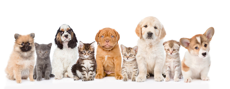 Group Of Cats And Dogs Sitting In A Row. Isolated On White 