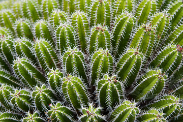 Piante Grasse nel Giardino dei Cactus - Lanzarote - Canarie