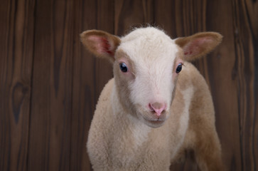  lamb