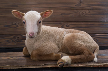  lamb