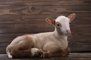  lamb