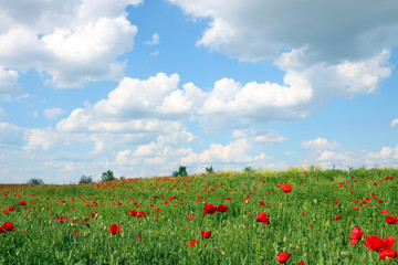 blue sky with clouds over spring meadow
