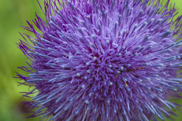 Thistle