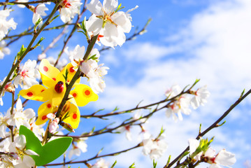 spring background