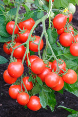 Red cherry tomatoes growing