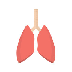 pulmonary system, human lungs.