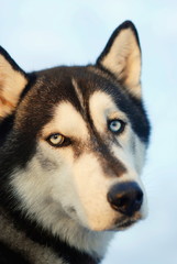 Fototapeta premium Portrait of a husky dog with blue eyes on the background of blue sky.