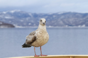 Seagull  perching on cruise ship in hokkaido