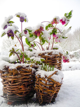 Blooming hellebores planted in wicker baskets and covered in sno