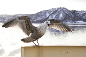 Seagull  perching on cruise ship in hokkaido