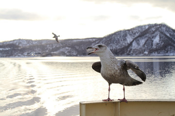 Seagull  perching on cruise ship in hokkaido