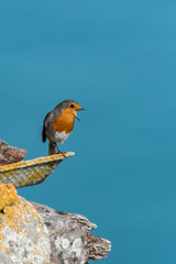 Robin singing