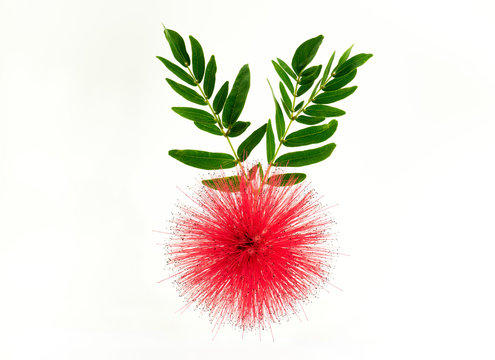 Close up of Red Powder Puff or Calliandra haematocephala Hassk with green leaves isolated on white background