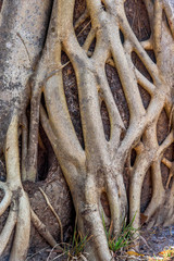 Tree stem and root background