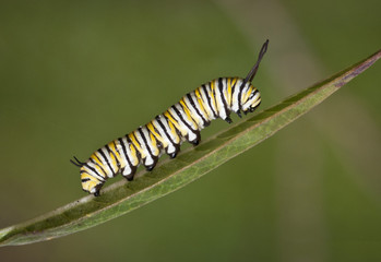 Yellow, black, and white striped monarch caterpillar crawling on a green leaf against a blurred green background