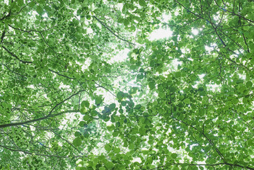 Abstract tree canopy leaves looking up into bright light - Powered by Adobe