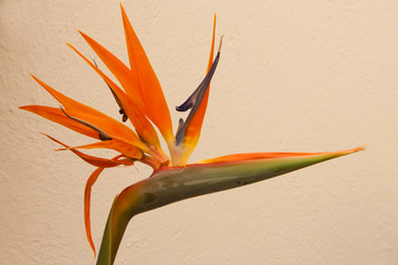 Strelitzia flower, one of the most beautiful tropical flower © Alexander Lebedev