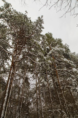Beautiful winter landscape with trees covered with snow
