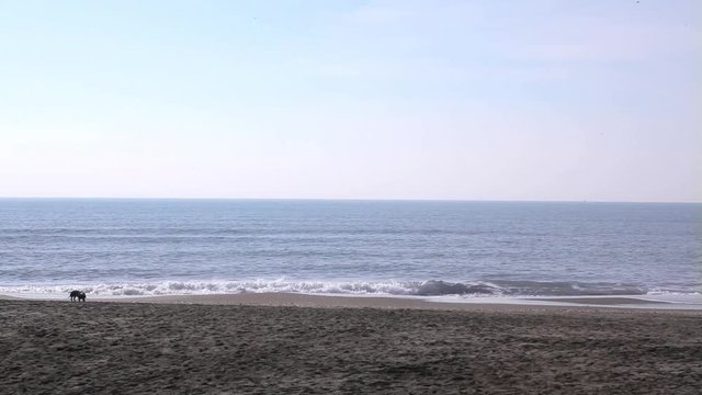 cane sulla spiaggia