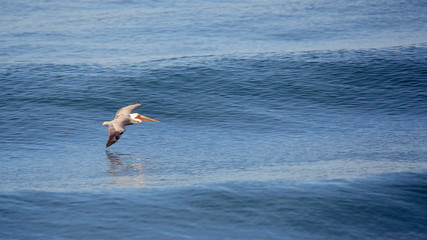 Fototapeta na wymiar Brown pelican glides over a calm blue ocean