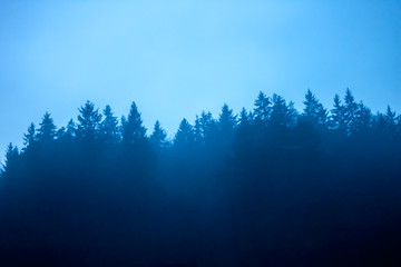 foggy dark silhouette of forest