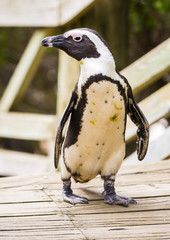 Naklejka premium African Penguin On Boardwalk