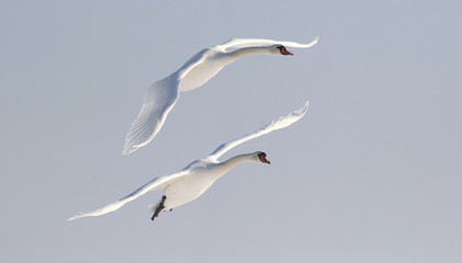 Pair of swans flying over frozen river Danube covered with snow, in Belgrade, Zemun, Serbia. © ihi