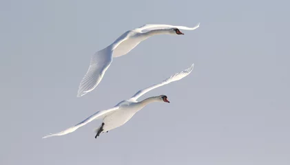 Tableaux sur verre Cygne Pair of swans flying over frozen river Danube covered with snow, in Belgrade, Zemun, Serbia.