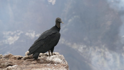 Vulture at the crater of the Masaya vulcano