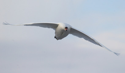 Swan flying over frozen river Danube covered with snow, in Belgrade, Zemun, Serbia.