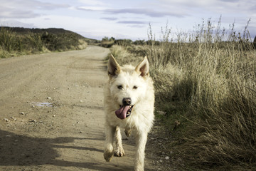 Hound dog vegetation