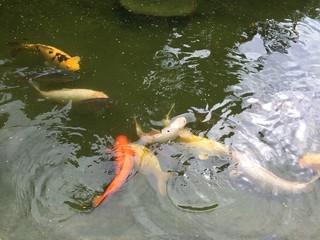 fish, water, pond, koi