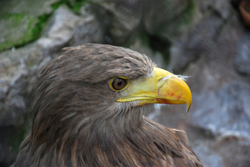 Portrait of a juvenile White-tailed eagle (Haliaeetus albicilla),